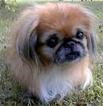 Peke Rescue Network